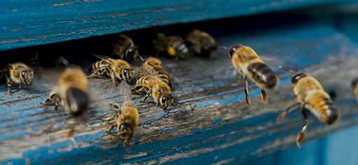Einige unserer 20.000 fleißigen Bienen im Anflug auf ihren Bienenstock, an unserem Standort in Hagenbuch.
