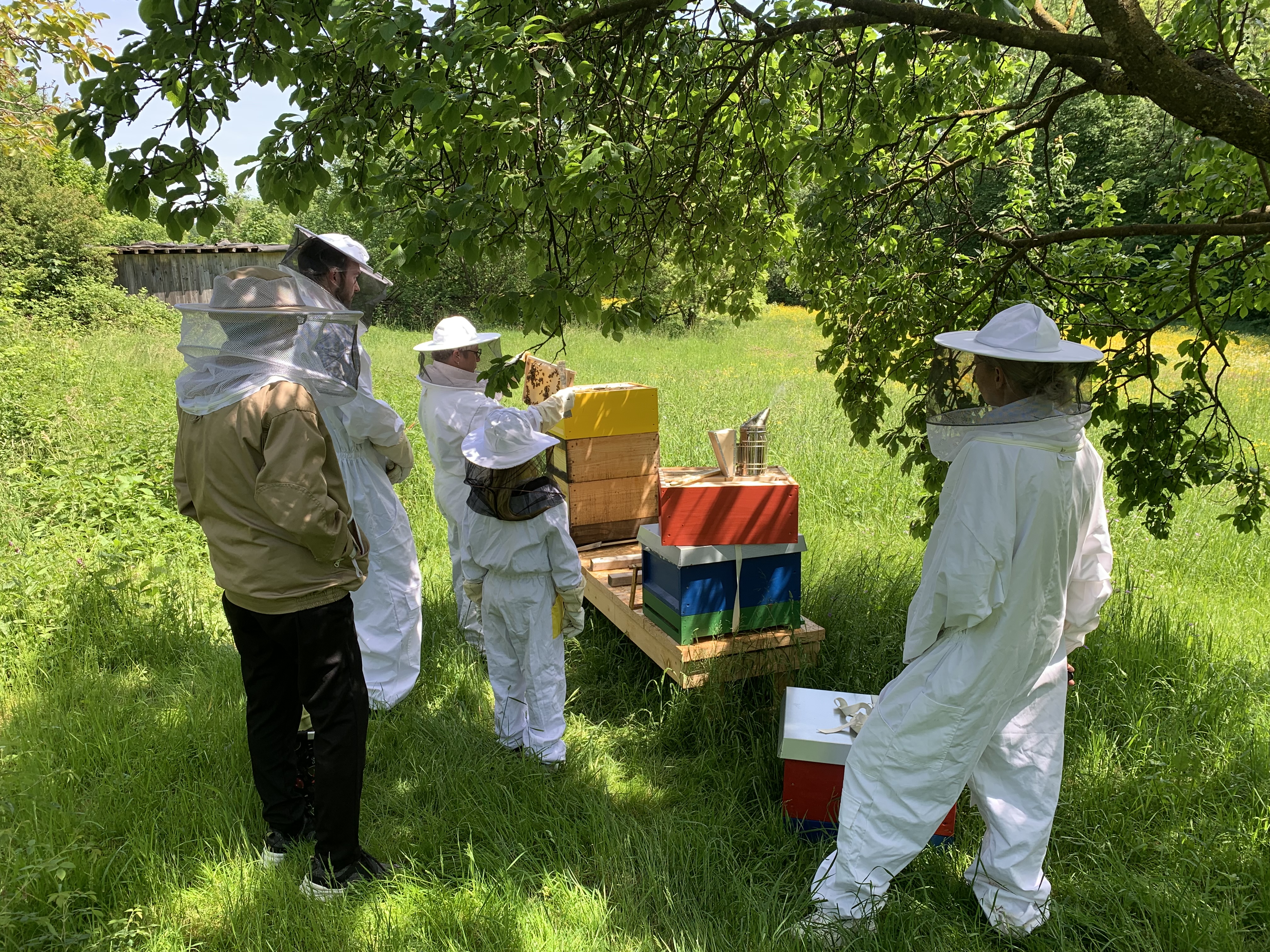 Mehrere Personen in Imkeranzügen kümmern sich gemeinsam um die Bienenstöcke auf der Streuobstwiese hinter der Hagenbucher Mühle