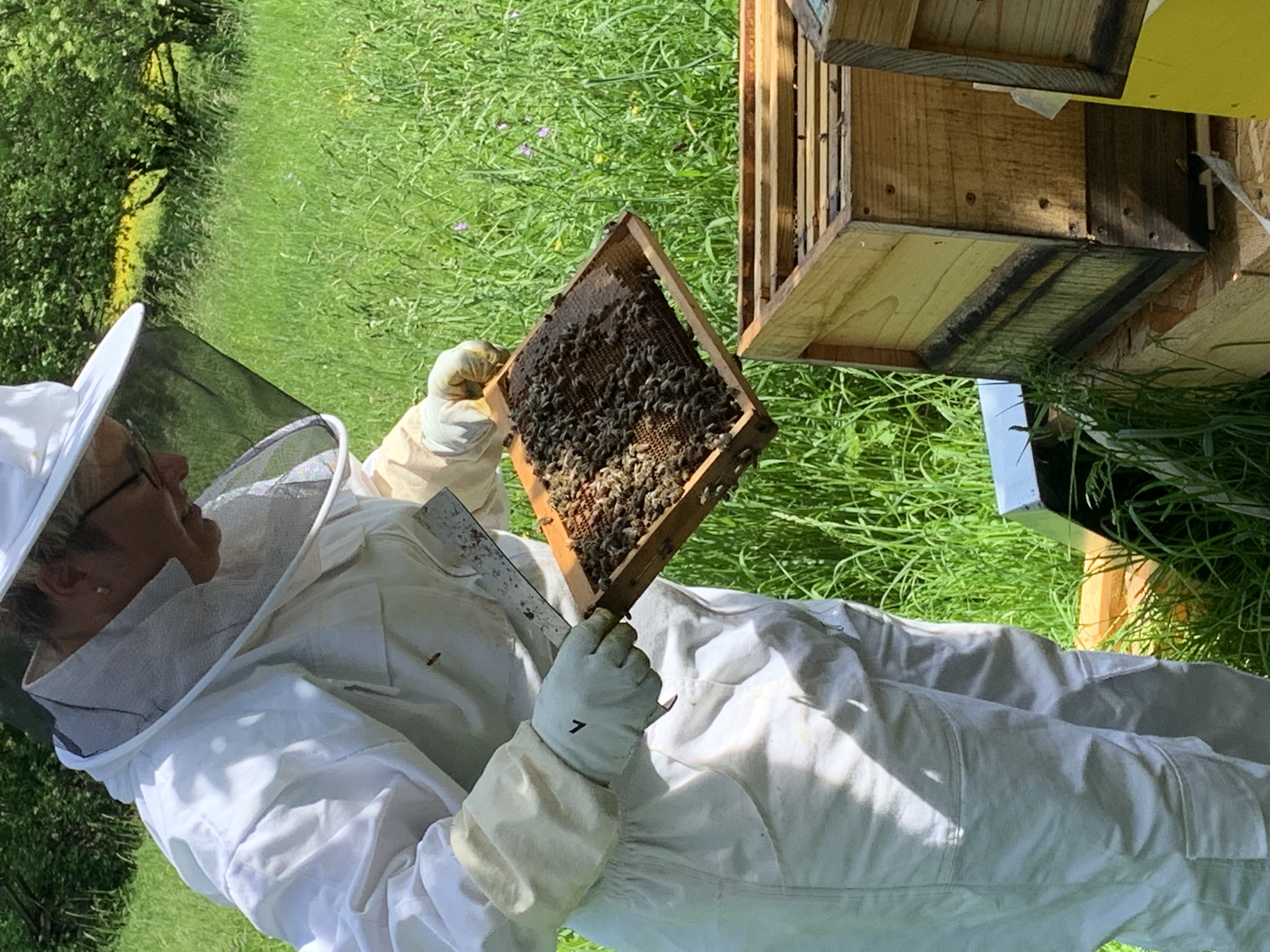 Eine Imkerin von IT-Kompass hält eine dicht mit Bienen besetzte Wabe aus dem Stock